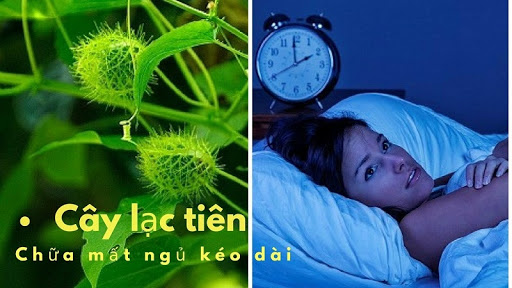 Cây lạc tiên có hiệu quả tốt trong việc cải thiện chứng mất ngủ