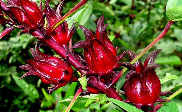 Thảo dược chứa nhiều chất dinh dưỡng tốt cho sức khỏe