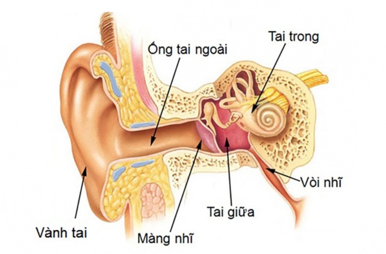 Viêm tai giữa ở người lớn