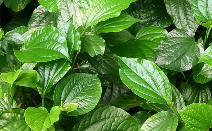 Công dụng tuyệt vời của lá lốt trong điều trị bệnh viêm xoang nhức đầu