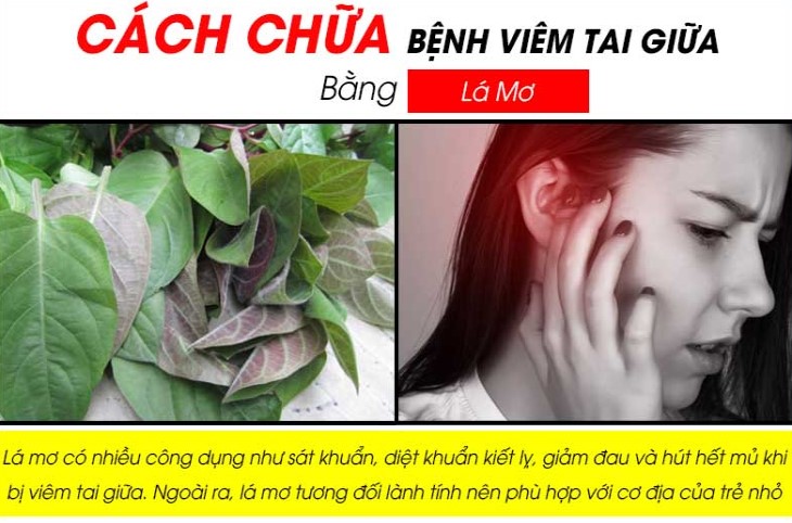 Chữa viêm tai giữa bằng lá mơ lông không những an toàn mà còn đem lại hiệu quả cao