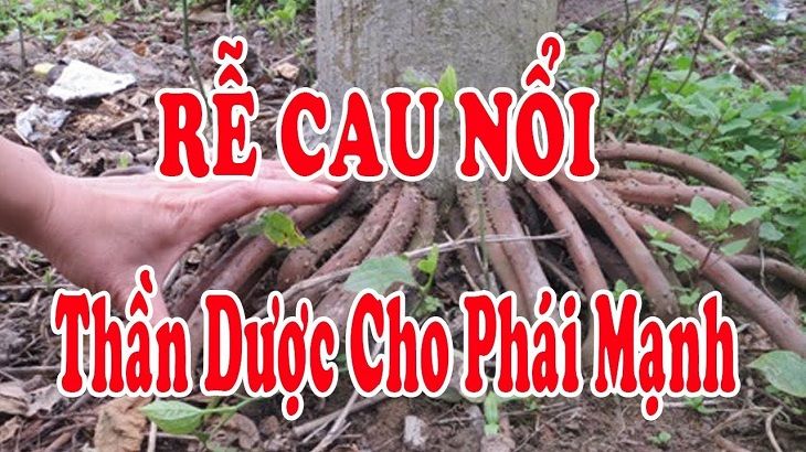Chữa yếu sinh lý bằng rễ cau là mẹo trị được tin dùng hiện nay