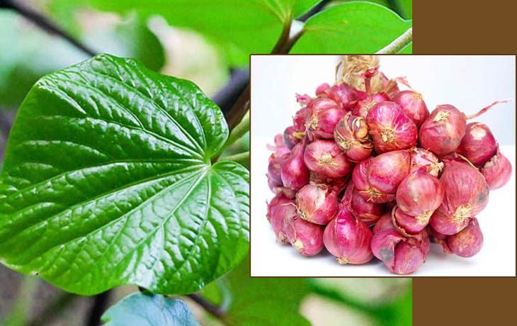 Chữa yếu sinh lý nam bằng lá lốt kết hợp hành tím