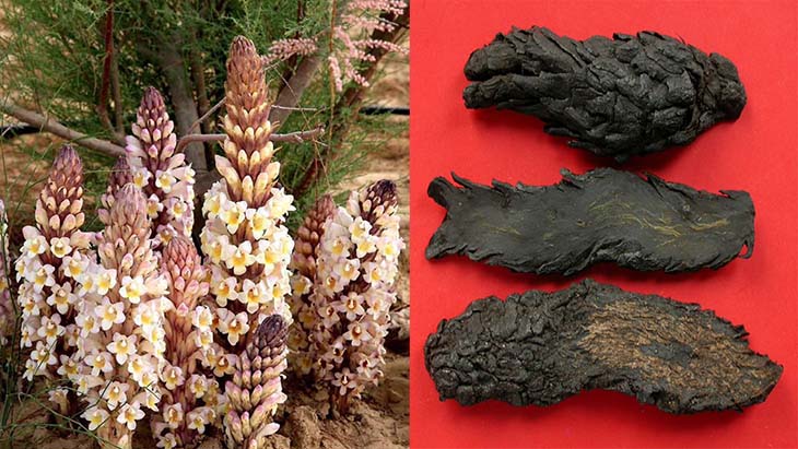 Nhục thung dung là thành phần quan trọng của thuốc Nhục thung dung là thành phần quan trọng của thuốc