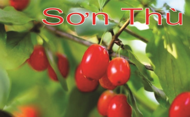 Cây Sơn thù - vị thuốc Đông y quý Cây Sơn thù - vị thuốc Đông y quý