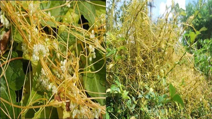 Hạt dây tơ hồng vàng dùng làm thuốc chữa bệnh Hạt dây tơ hồng vàng dùng làm thuốc chữa bệnh