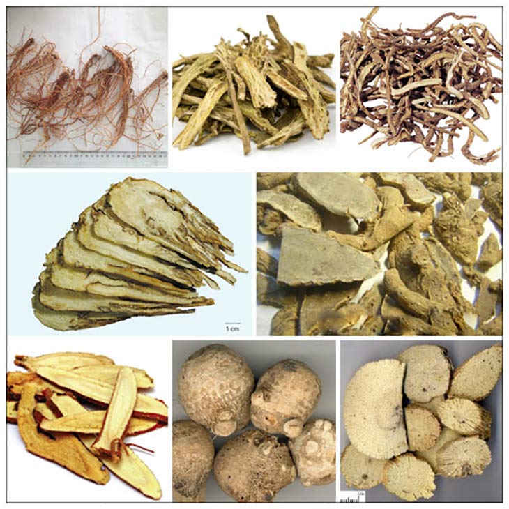 Bài thuốc long đởm tả can thang Bài thuốc long đởm tả can thang