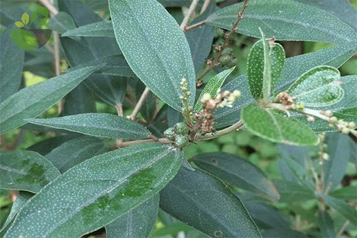 Khổ sâm chống viêm lộ tuyến cổ tử cung hiệu quả