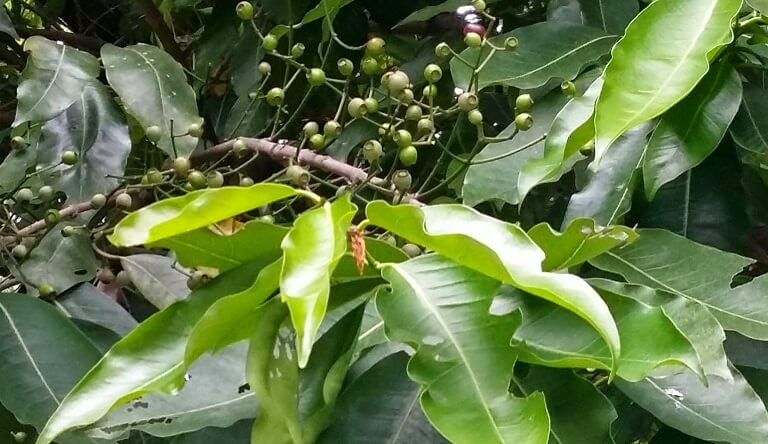 Chữa bệnh viêm đại tràng bằng lá vối, dễ thực hiện tại nhà