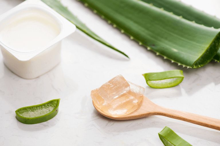 Dùng lô hội để trị chứng táo bón, nhiễm khuẩn...