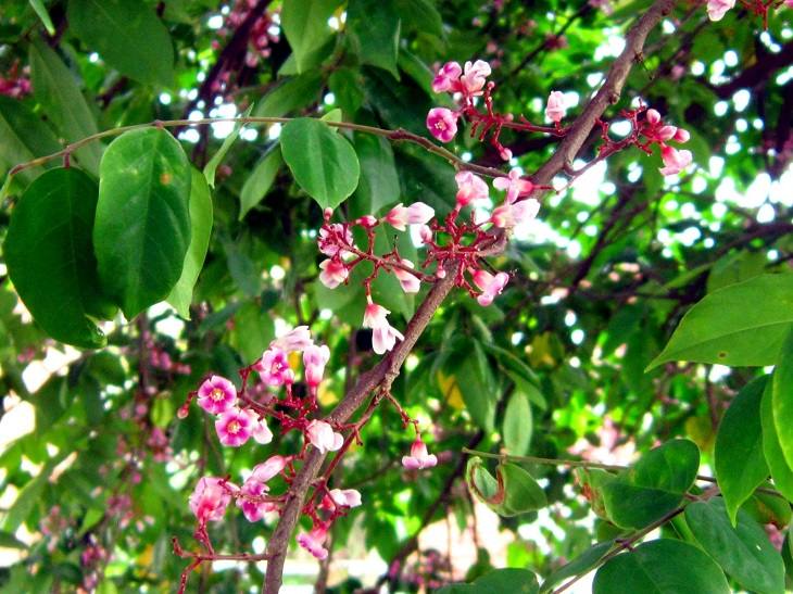 Chữa mề đay bằng lá khế đảm bảo sự an toàn, lành tính