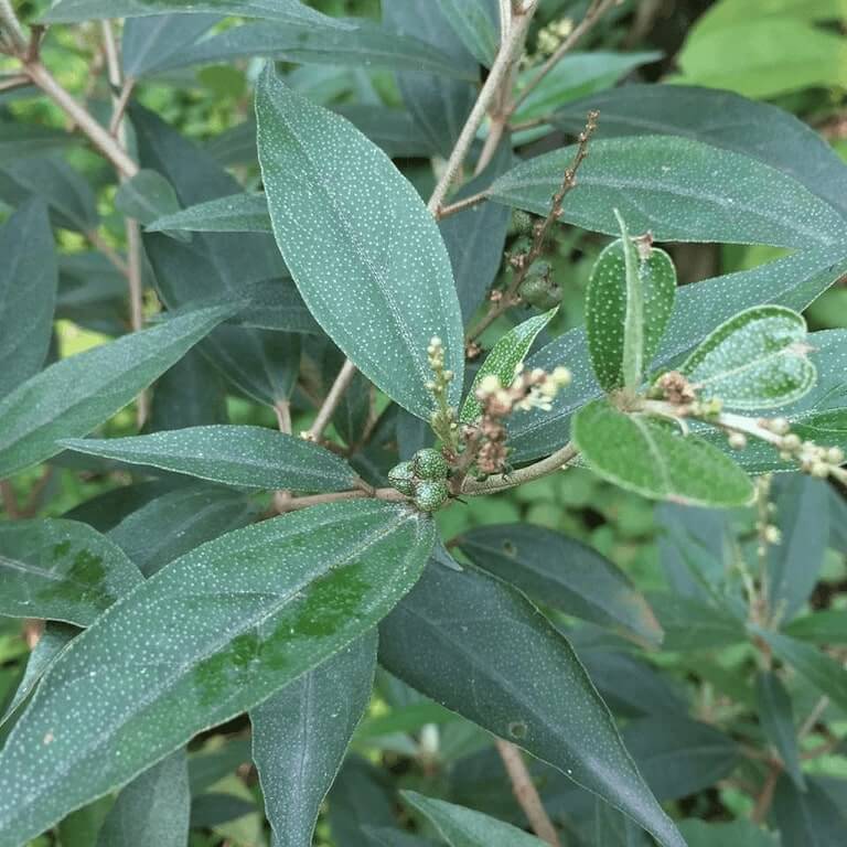 Dùng khổ sâm chữa bệnh hiệu quả Dùng khổ sâm chữa bệnh hiệu quả