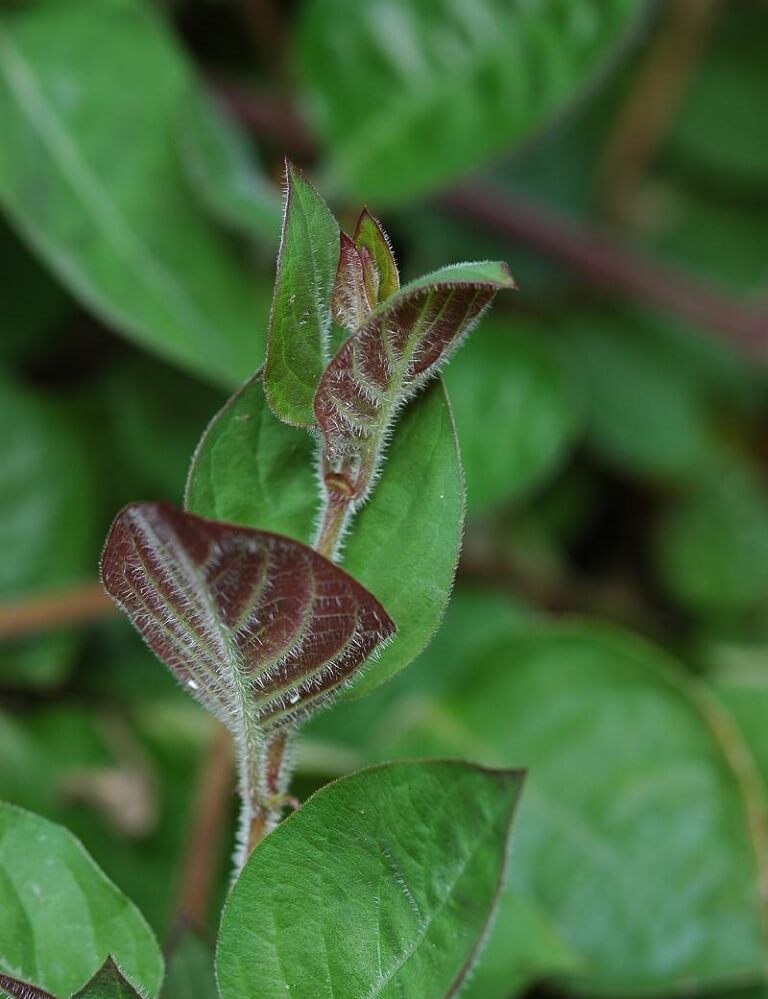 Bài thuốc chữa bệnh bằng lá mơ Bài thuốc chữa bệnh bằng lá mơ