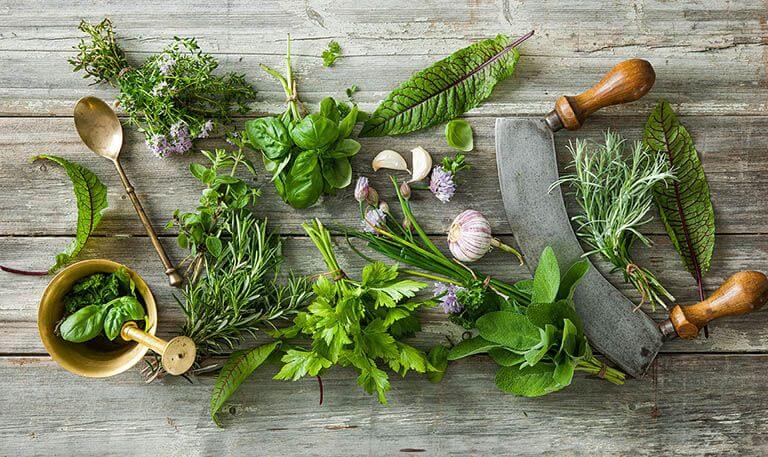 Hình mình họa bài thuốc Thược dược thang Hình mình họa bài thuốc Thược dược thang