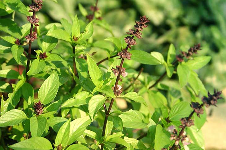 Bài thuốc từ lá húng quế