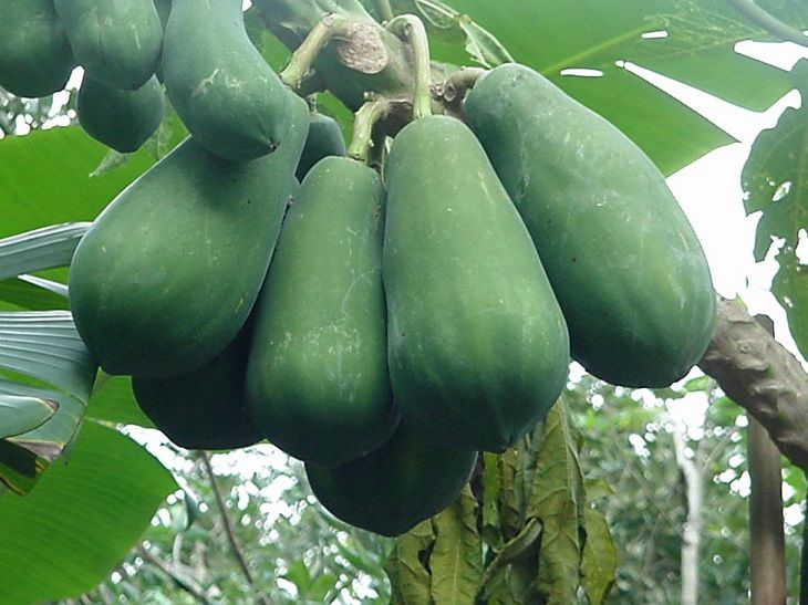 Tinh chất trong đu đủ có thể hỗ trợ làm xẹp đĩa đệm sưng phồng