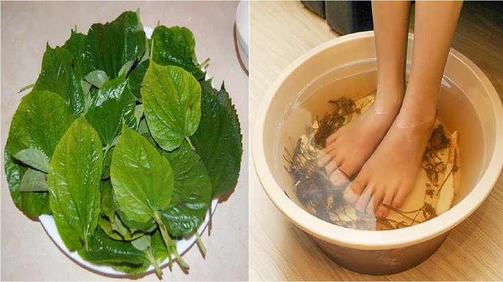 Lá lốt có thể ứng dụng chữa bệnh đau thấp khớp
