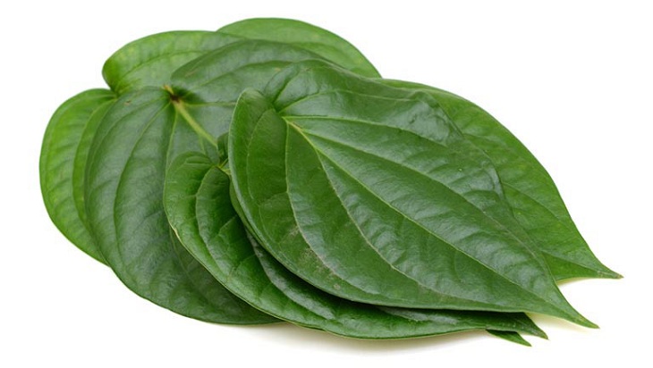 Lá trầu không điều trị tinh trùng bị vón cục