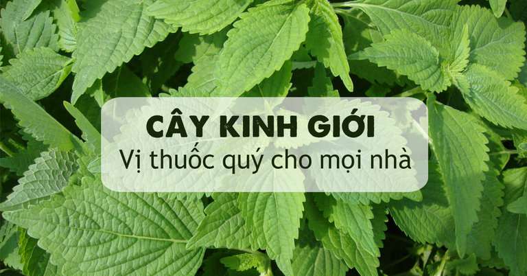 Tham khảo ngay 5 cách chữa mề đay bằng lá kinh giới đơn giản mà hiệu quả
