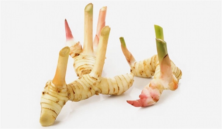 Củ riềng - Dược liệu thường dùng trong các bài thuốc dân gian Củ riềng - Dược liệu thường dùng trong các bài thuốc dân gian