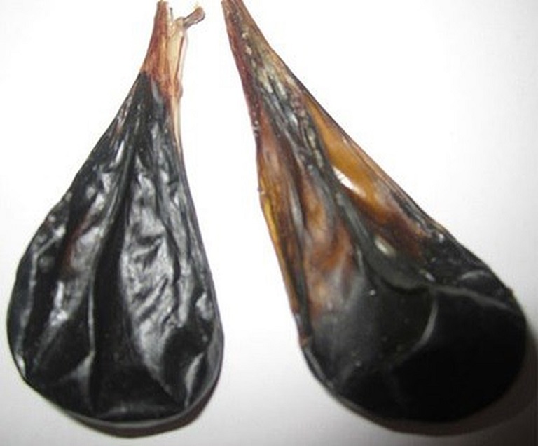 Mật lợn - Dược liệu quý trong bài thuốc chữa viêm đại tràng Mật lợn - Dược liệu quý trong bài thuốc chữa viêm đại tràng