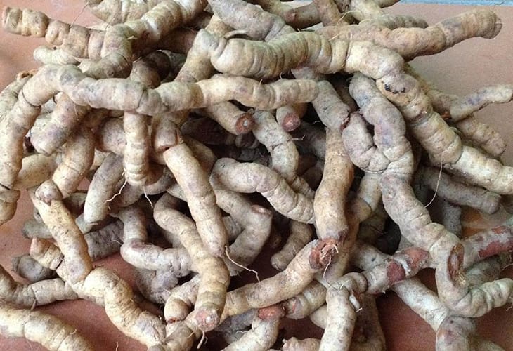 Rượu ba kích là bài thuốc nam quý cho nam giới Rượu ba kích là bài thuốc nam quý cho nam giới