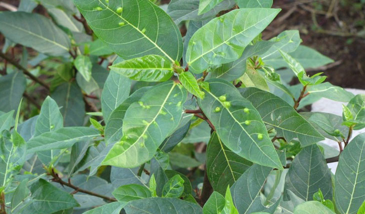 Sử dụng lá sung điều trị viêm amidan nổi hạch ở cổ
