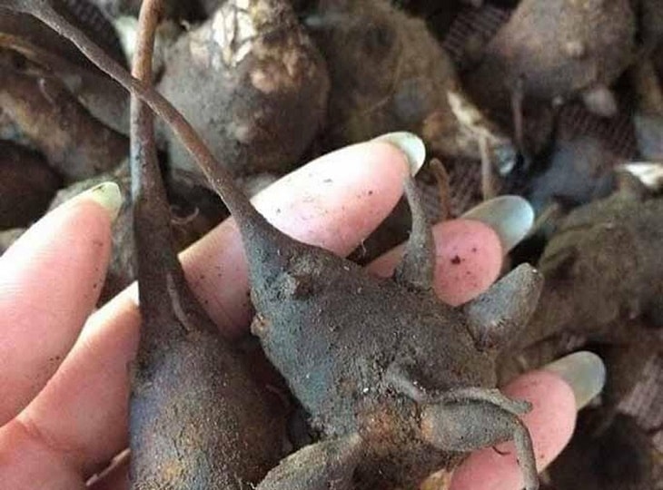 Rễ con của cây Ô đầu dùng trong các bài thuốc chữa tinh trung yếu Rễ con của cây Ô đầu dùng trong các bài thuốc chữa tinh trung yếu