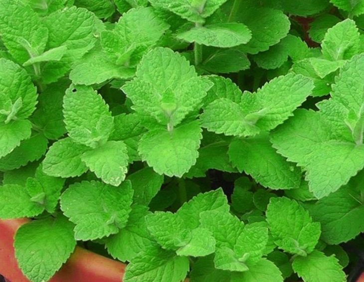 Thảo dược bạc hà chanh cho giấc ngủ an lành