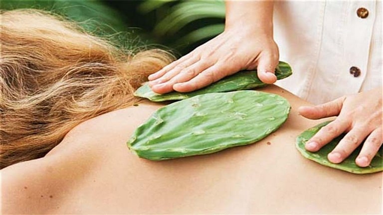 Xương rồng chữa thoát vị đĩa đệm