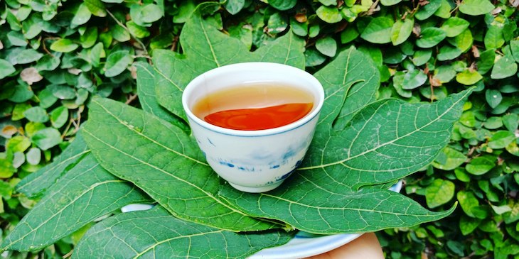 Lá đu đủ kết hợp với đường phèn là bài thuốc chữa viêm họng rất hiệu quả