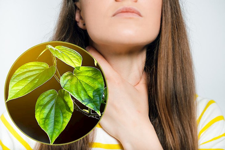Có thể sử dụng lá trầu không và dầu mù tạt trị dứt điểm chứng viêm họng