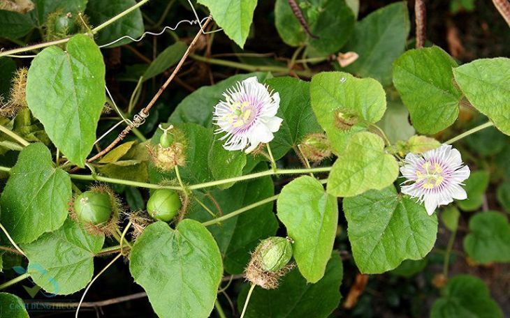 Áp dụng bài thuốc trị mất ngủ tại nhà bằng cây lạc tiên