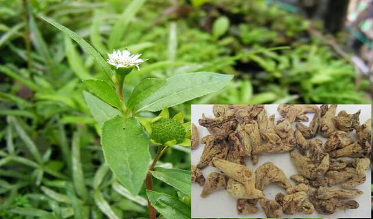 Cây nhọ nồi chữa bệnh dạ dày với bạch cập