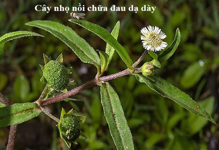 Tác dụng của cây nhọ nồi chữa dạ dày