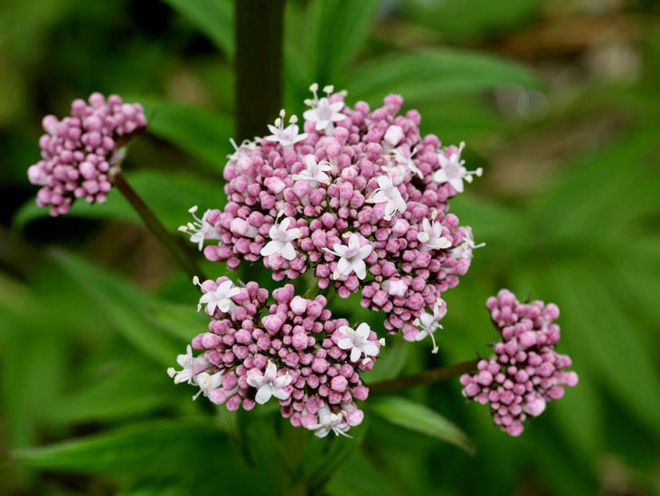 Sử dụng cây nữ lang chữa mất ngủ cho người lớn Sử dụng cây nữ lang chữa mất ngủ cho người lớn