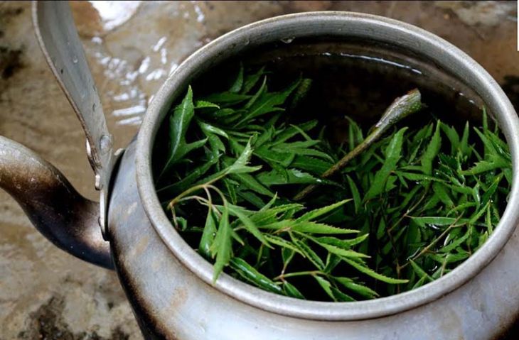 Đinh lăng được biết tới là thảo dược trị mất ngủ rất tốt Đinh lăng được biết tới là thảo dược trị mất ngủ rất tốt