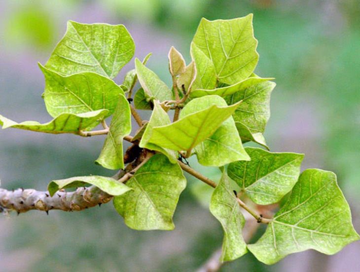 Nghiên cứu chỉ ra rằng lá vông là cây thuốc nam chữa bệnh mất ngủ hiệu quả Nghiên cứu chỉ ra rằng lá vông là cây thuốc nam chữa bệnh mất ngủ hiệu quả