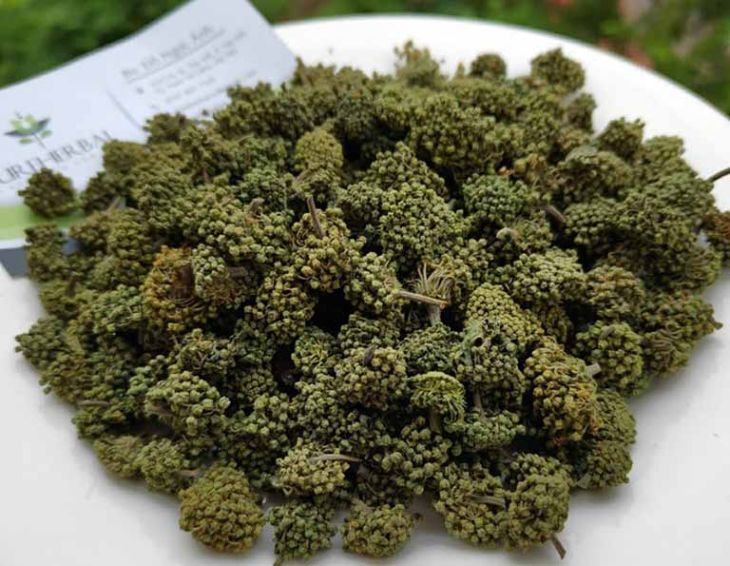 Nụ hoa tam thất là thảo dược chữa mất ngủ rất tốt Nụ hoa tam thất là thảo dược chữa mất ngủ rất tốt