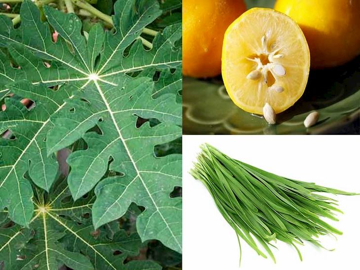 Kết hợp với lá hẹ và hạt chanh giúp giảm nhanh các triệu chứng bệnh bệnh