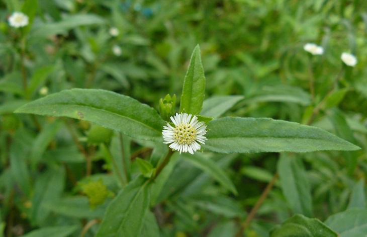 Nhọ nồi chữa dạ dày