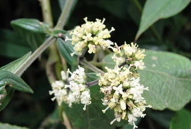 Cây dạ cẩm tốt cho bệnh nhân dạ dày