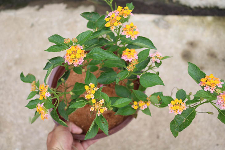 Tác dụng kháng khuẩn, tiêu sưng, làm dịu cảm giác ngứa ngáy, nghẹt mũi ở người bệnh