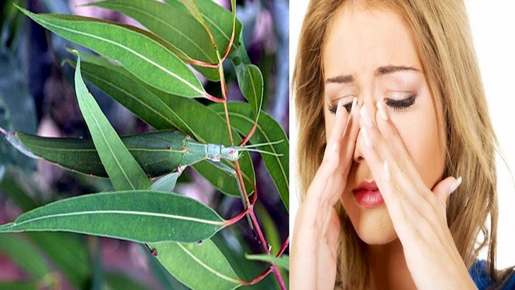 Sử dụng lá bạch đàn chữa viêm xoang là biện pháp cực kỳ hiệu quả