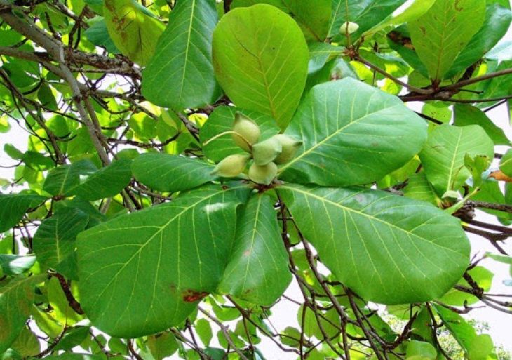 Lá bàng chứa nhiều dưỡng chất tốt cho người bệnh dạ dày