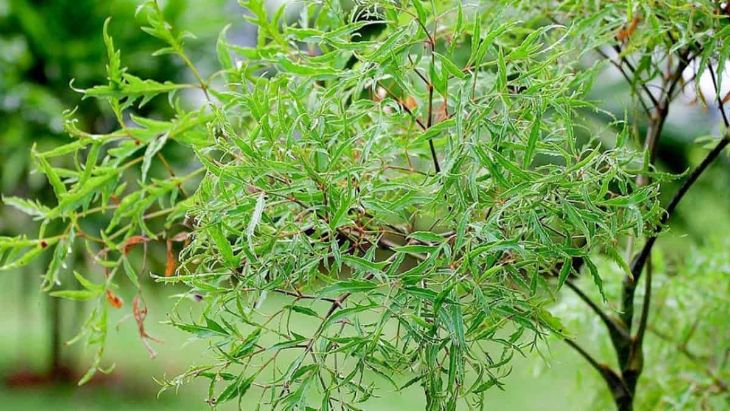 Cây đinh lăng có tính hàn, dùng trong các bài thuốc hoạt huyết