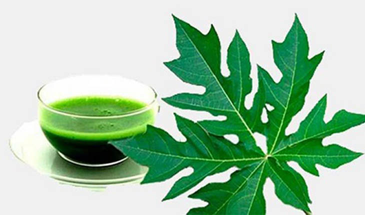 Lá đu đủ chữa bệnh đau dạ dày hiệu quả