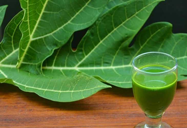 Lá Lá đu đủ chữa bệnh đau dạ dày với nước cốt