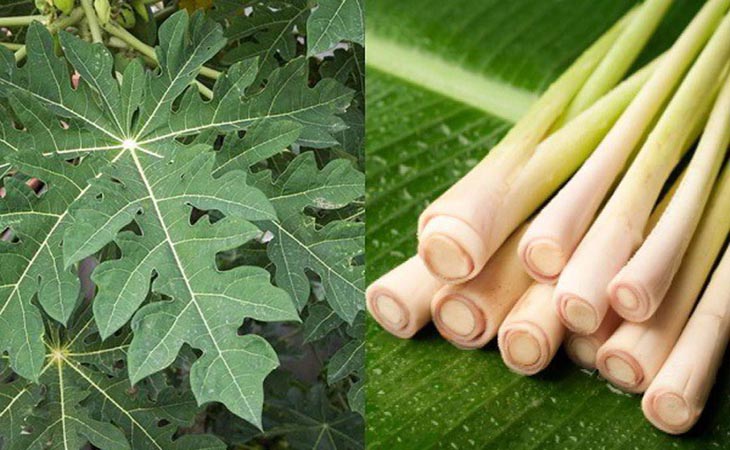 Kết hợp lá đu đủ chữa dạ dày với khô và sả