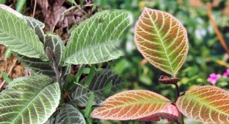 Cây lá khôi chữa vi khuẩn HP Cây lá khôi chữa vi khuẩn HP